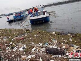 黄浦江已打捞上万死猪，嘉兴捞猪已成职业